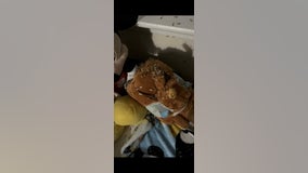 Pasadena tenant battles termite infestation at Southmore Park Apartments