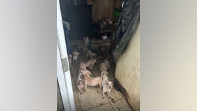 82 animals rescued in 2 separate Houston animal hoarding cases