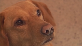 Hurricane season 2025: How to prepare your pets