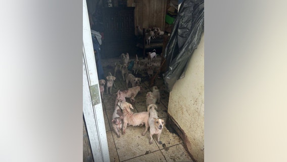 82 animals rescued in 2 separate Houston animal hoarding cases