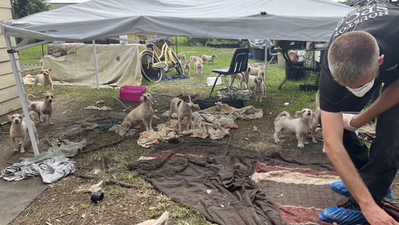 70 dogs found in worst hoarding case ever in Pasadena, some need fosters