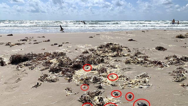 Tar balls appearing on Texas beaches
