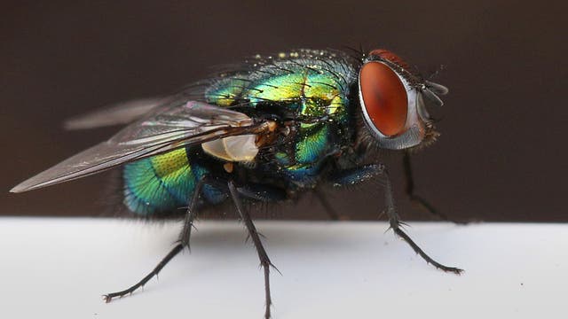 US plans to open fly factory in Texas to fight against flesh-eating parasite