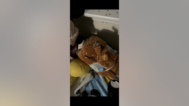 Pasadena tenant battles termite infestation at Southmore Park Apartments