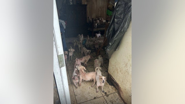 82 animals rescued in 2 separate Houston animal hoarding cases