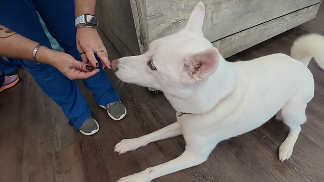 Houston pet safety: Rising temperatures can pose serious health risks