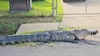 Houston homeowner spots alligator in front yard