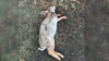 Dozens of dead rabbits found in Fort Bend County neighborhood, residents fear poisoning