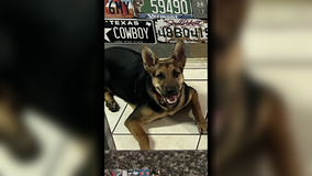 Houston crime: Man caught on video breaking into Memorial Area auto shop, only steals a puppy