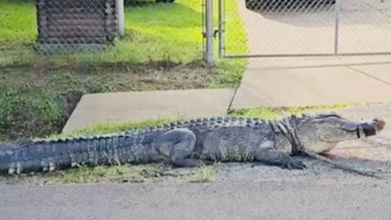 Houston homeowner spots alligator in front yard
