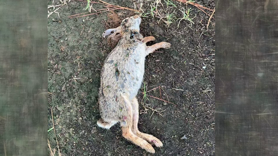 Dozens of dead rabbits found in Fort Bend County neighborhood, residents fear poisoning