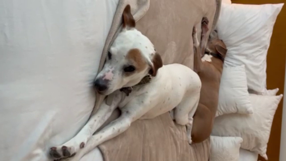 Houston-area dog owner going to extraordinary lengths to find missing pet who escaped from boarding facility