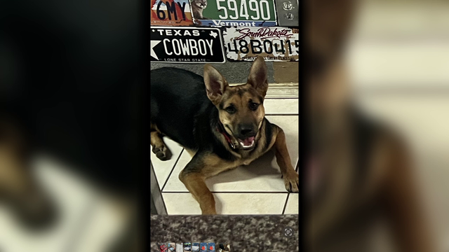 Houston crime: Man caught on video breaking into Memorial Area auto shop, only steals a puppy