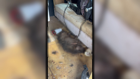 Montgomery County animal abuse case now under investigation