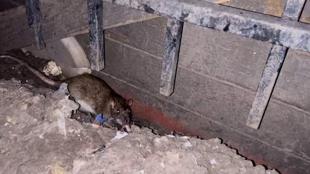 Houston apartment complex residents complain of rat infestation