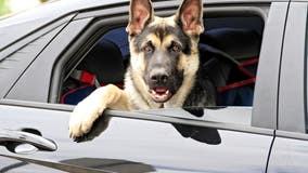 Traveling with your pet: Tips for long car rides, road trips