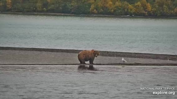 Fat Bear Week 2025 is underway in Alaska national park
