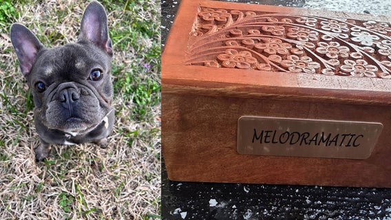 Houston family seeks answers after French bulldog dies in pet sitter's care