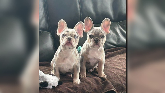 Woodlands couple says 2 French Bulldogs they bought at pet store both died within 4 months of spending $9,000