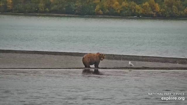 Fat Bear Week 2025 is underway in Alaska national park