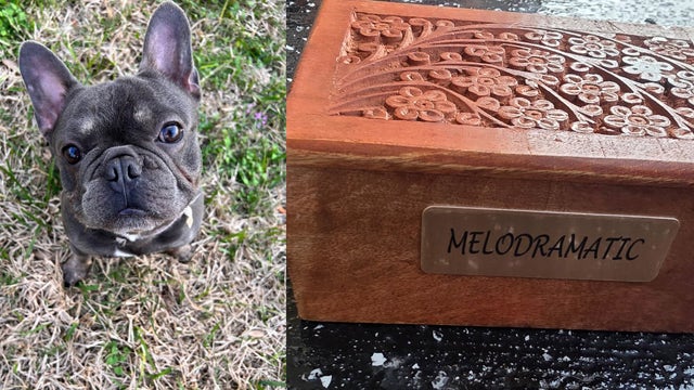 Houston family seeks answers after French bulldog dies in pet sitter's care