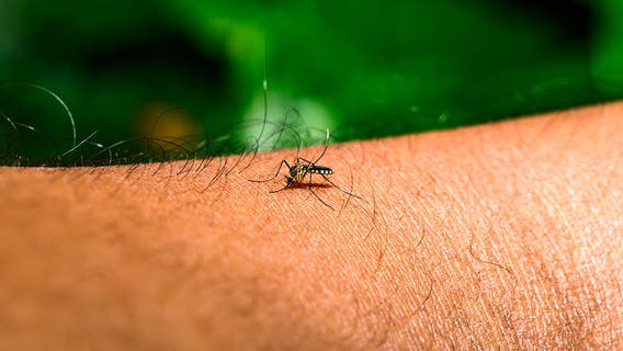 West Nile Virus found in mosquitoes trapped in Sugar Land