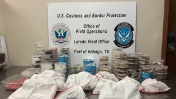 Texas border agents seize truck stuffed with snakes and lizards headed to Mexico