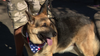 Rescue group pairing rescued German Shepherds with veterans in need of companionship, support