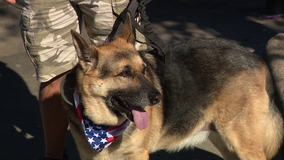 Rescue group pairing rescued German Shepherds with veterans in need of companionship, support
