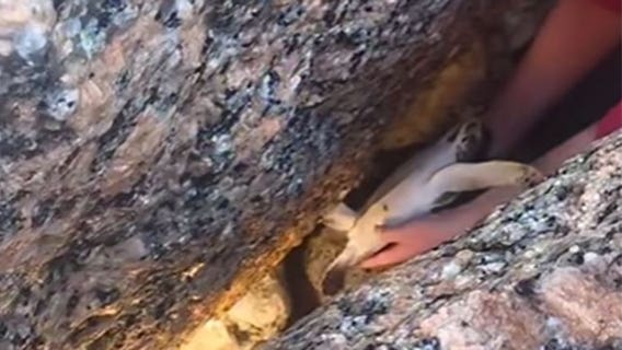 WATCH: Couple rescues sea turtle trapped on Texas coast