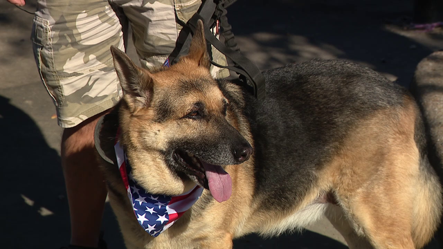 Rescue group pairing rescued German Shepherds with veterans in need of companionship, support