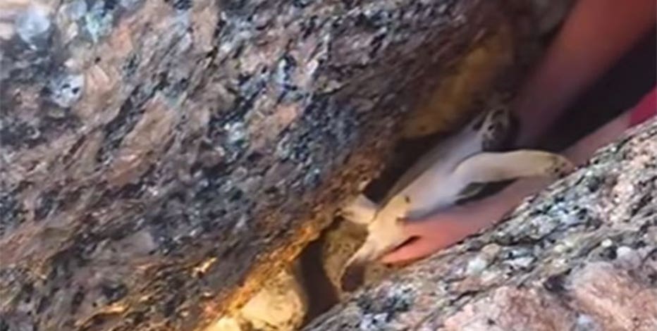 WATCH: Couple rescues sea turtle trapped on Texas coast