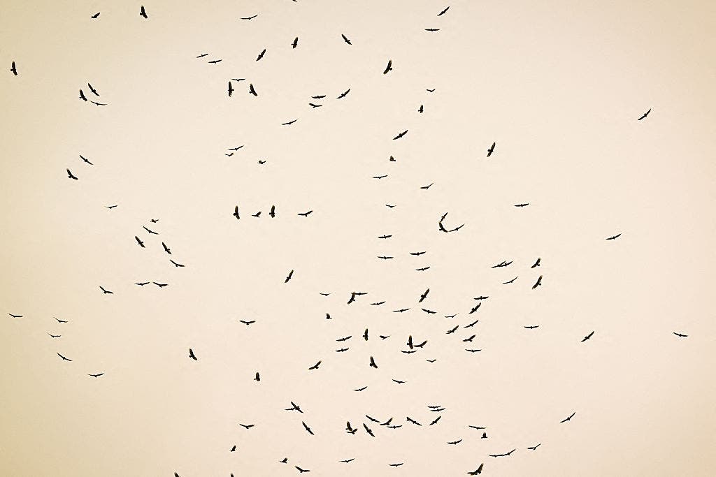 Bird flu confirmed in Galveston County