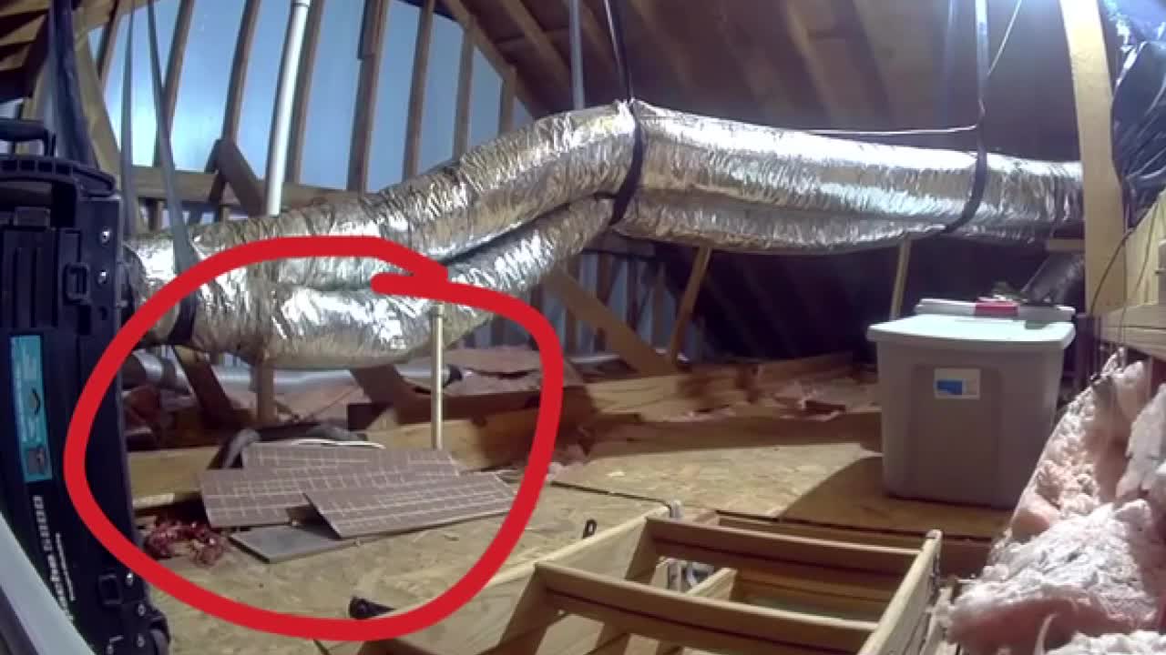 Texas City woman finds rats, over-6-foot snake in her rental home's attic