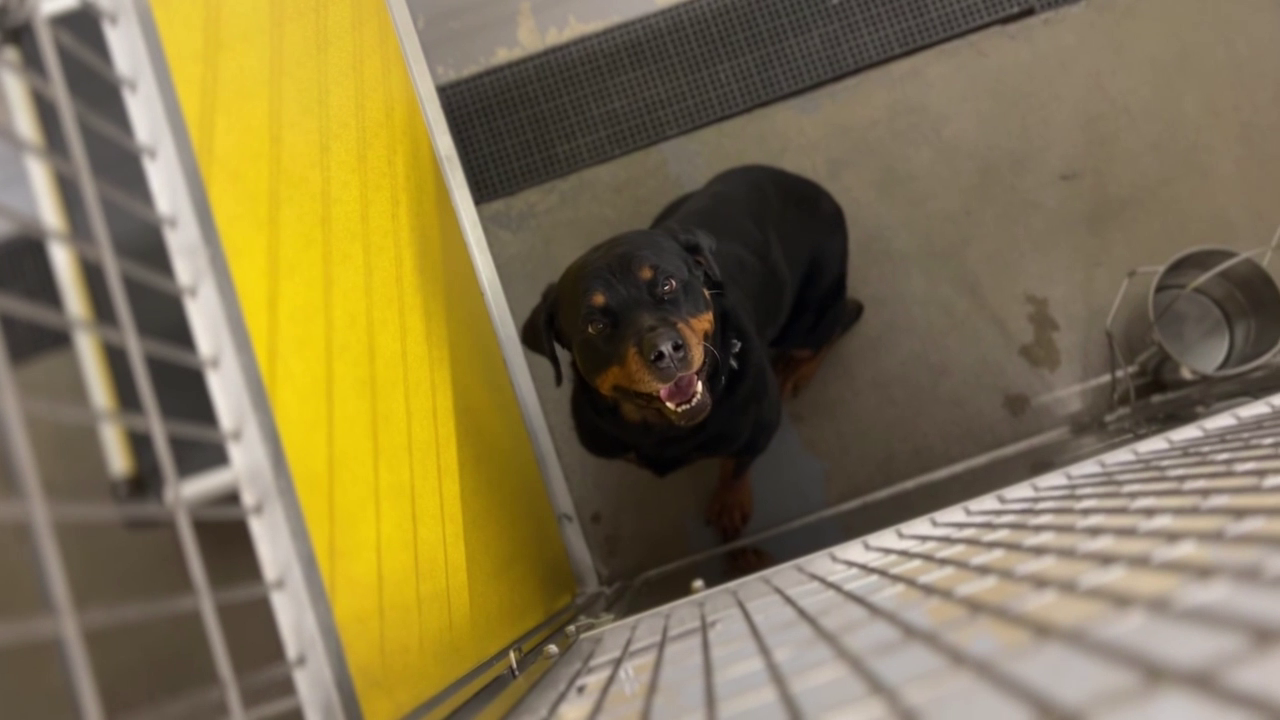 No-Kill shelter in Dickinson trying to get every dog, cat a home for the holidays