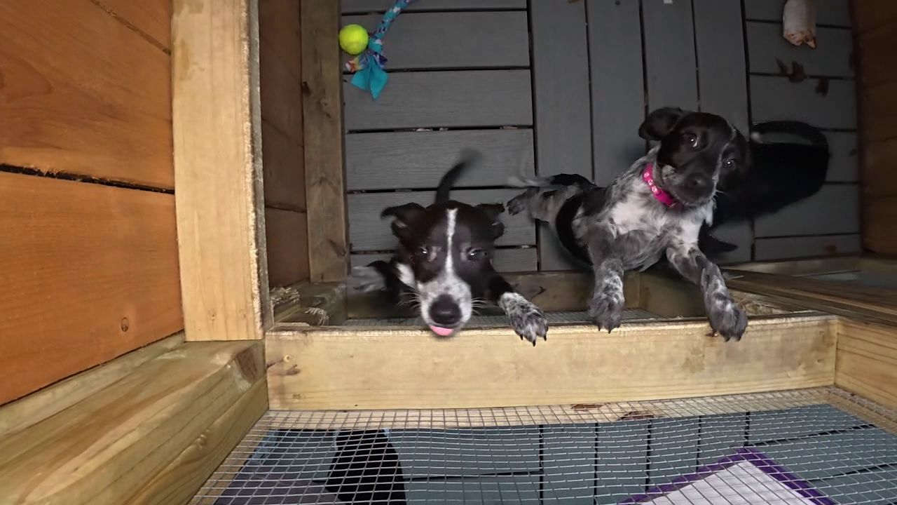 Technical problems on Petfinder spark widespread concern among animal shelters, rescues