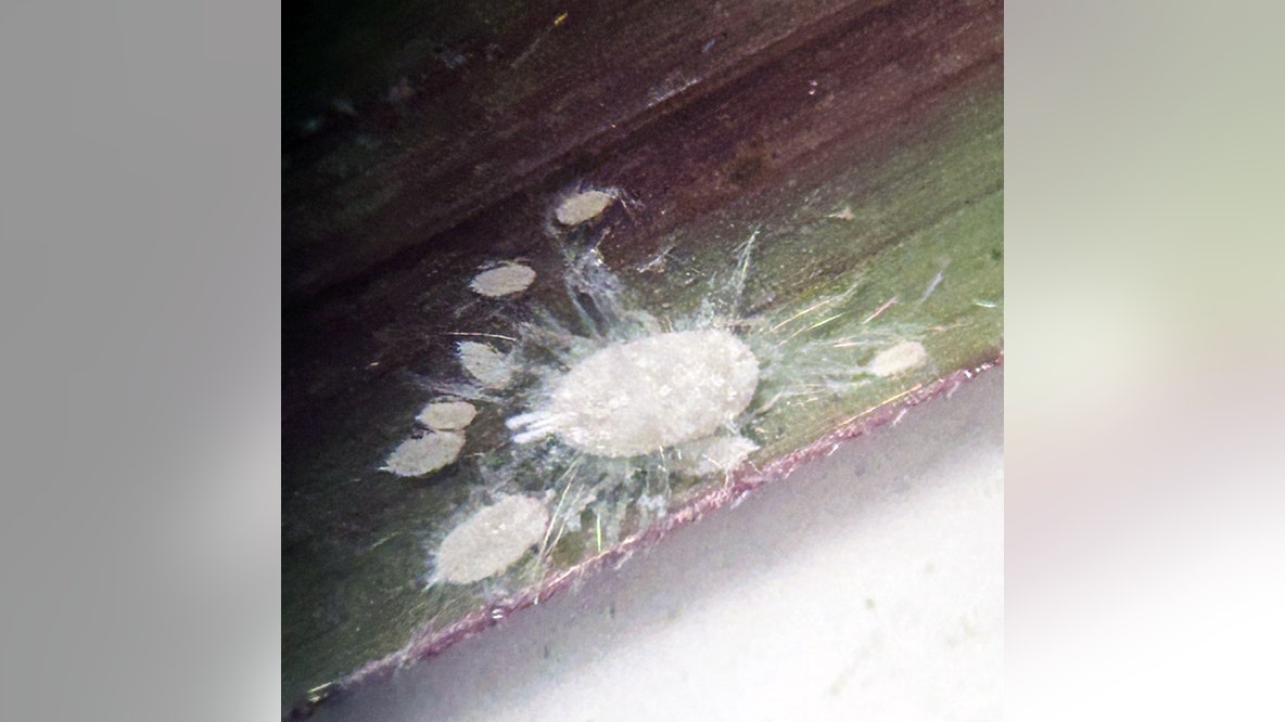 Texas officials warn a new bug is threatening grazing land