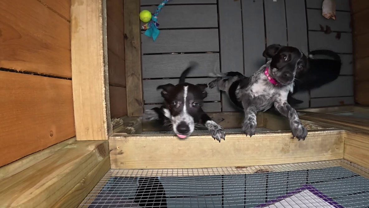 Technical problems on Petfinder spark widespread concern among animal shelters, rescues