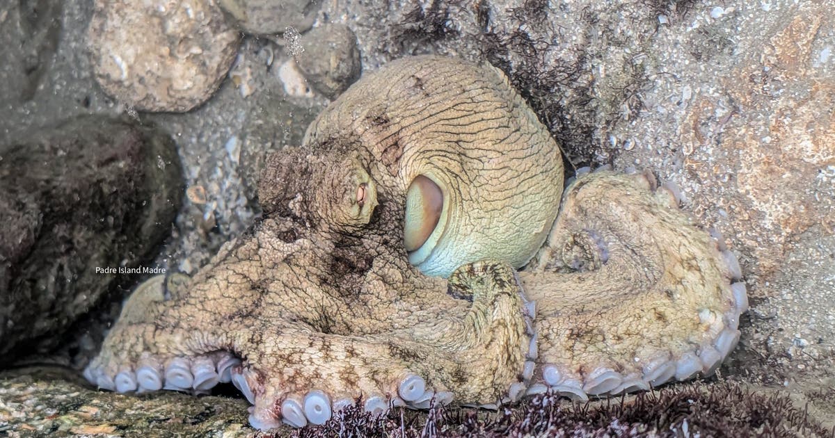 Rare sighting of octopus caught on camera in Texas | FOX 26 Houston