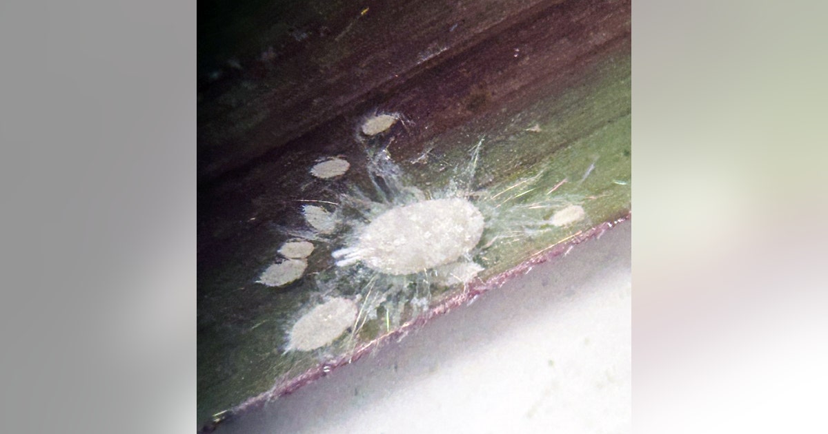 Texas officials warn a new bug is threatening grazing land | FOX 26 Houston
