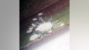 Texas officials warn a new bug is threatening grazing land