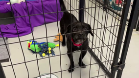 Houston Pets Alive conducting largest fundraiser ever