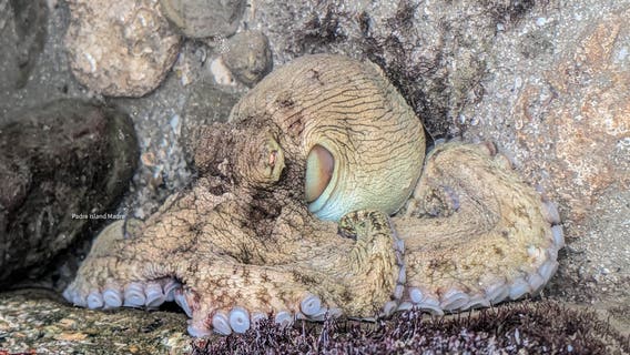 WATCH: Texas beachcomber has rare encounter with octopus