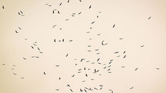 Bird flu confirmed in Galveston County