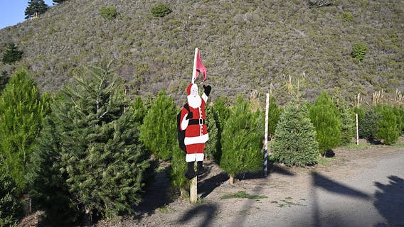 Christmas tree recycling: Houston locations, times to take your live tree