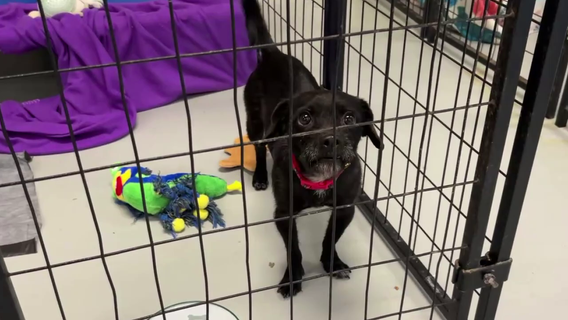 Houston Pets Alive conducting largest fundraiser ever