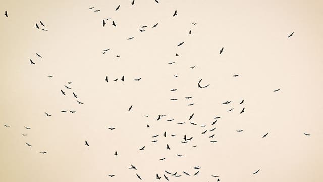 Bird flu confirmed in Galveston County