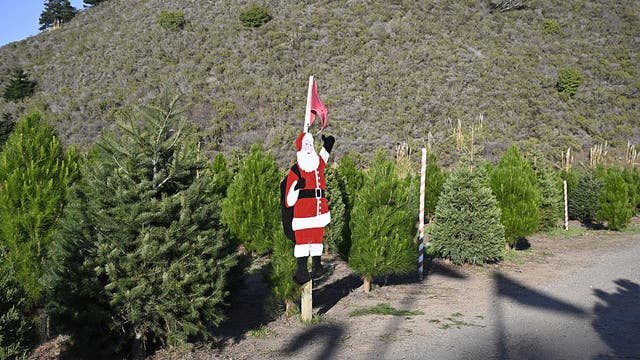 Christmas tree recycling: Houston locations, times to take your live tree