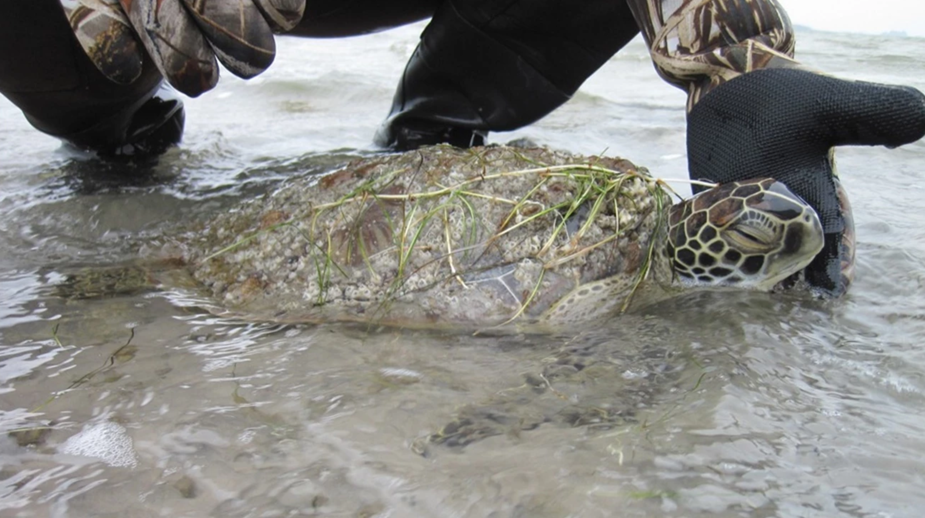 Watch: Cold-stunned sea turtles rescued from Texas coast during winter storm