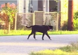 Houston winter storm: Local non-profit working to save stray dogs, cats ahead of freezing temperatures